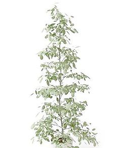 高精细盆栽植物064