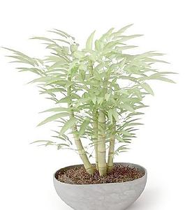 高精细盆栽植物044