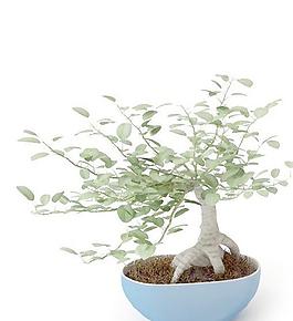 高精細(xì)盆栽植物040