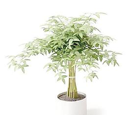 高精细盆栽植物037