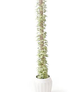 高精細盆栽植物模型027