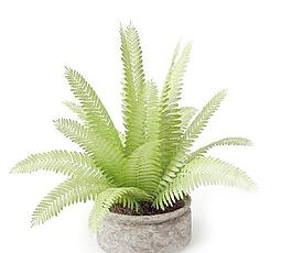 高精細盆栽植物模型025