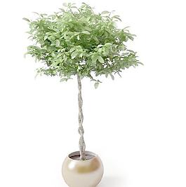 高精細盆栽植物模型020