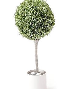 高精細盆栽植物模型017
