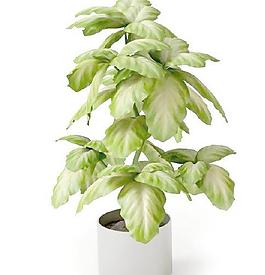 高精細盆栽植物模型013