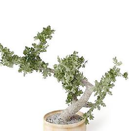 高精細盆栽植物模型011