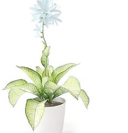 高精細(xì)盆栽天藍(lán)色小花植物模型010