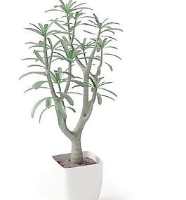 高精細盆栽植物模型09