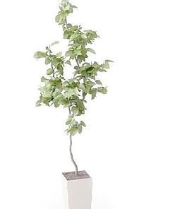 高精細的盆栽植物模型01