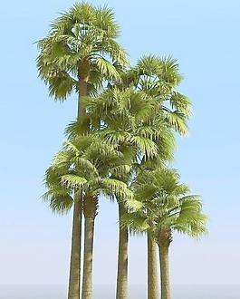 高精細(xì)椰子樹 棕櫚樹 palmyra palm 01