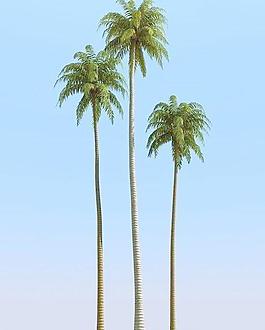 高精細(xì)椰子樹(shù) coconut palm 09