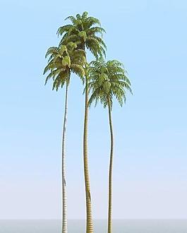 高精細(xì)椰子樹(shù) coconut palm 08