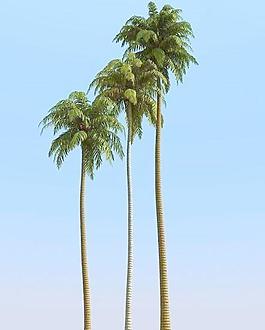 高精細(xì)椰子樹(shù) coconut palm 07