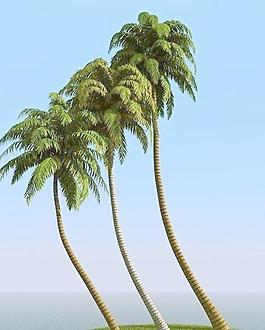 高精細(xì)椰子樹(shù) coconut palm 06