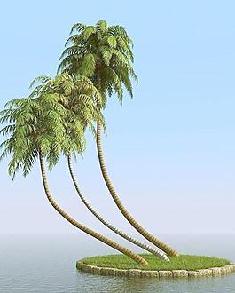 高精細(xì)椰子樹(shù) coconut palm 05
