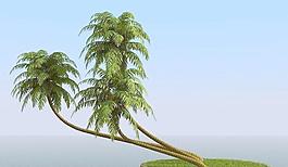 高精細(xì)椰子樹(shù) coconut palm 04