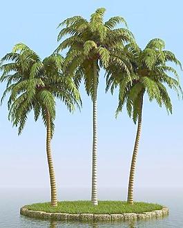 高精細(xì)椰子樹(shù) coconut palm 03