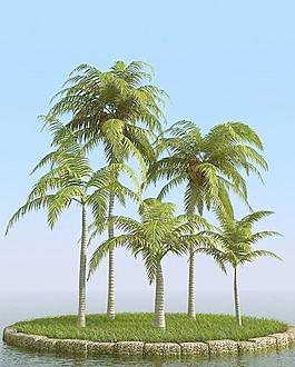 高精細(xì)椰子樹(shù) coconut palm 02