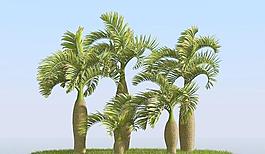 被風吹后的酒瓶椰子樹 bottle palm 01-wind
