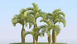 高精細酒瓶椰子樹 bottle palm 01