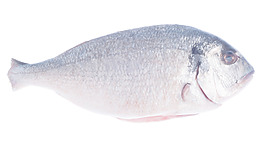 鲯鰍魚