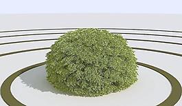 高精细鸟巢状欧洲云杉树 picea nidiformis 03