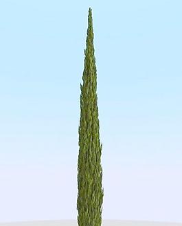 高精細柏樹模型 cypress 2_08