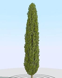 高精細柏樹模型 cypress 1_011