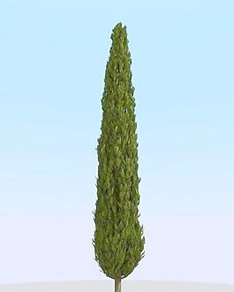 高精細柏樹模型 cypress 1_012