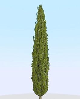 高精細柏樹模型 cypress 1_013