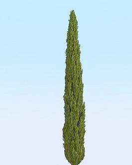 高精細柏樹模型 cypress 1_016