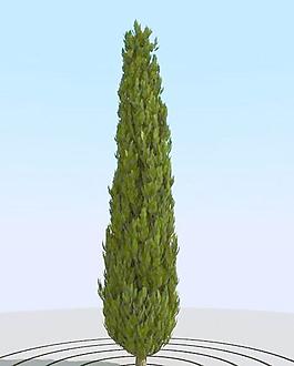 高精細柏樹模型 cypress 1_07