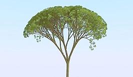 高精细杨柳树 模型 willow 05