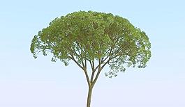 高精细杨柳树 模型 willow04