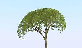 高精细杨柳树 模型 willow 03