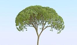 高精细杨柳树 模型 willow 02