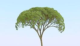高精细杨柳树 模型 willow 01