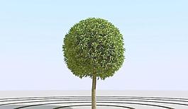 高精細楊柳樹模型 willow 03-4
