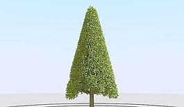 高精細楊柳樹模型 willow 03-3