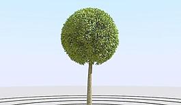 高精細楊柳樹模型 willow 03-2