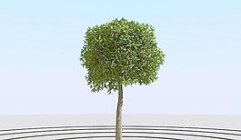 高精細楊柳樹模型 willow 03-1