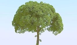 高精細楊柳樹模型 willow 02-7