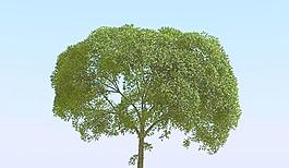 高精細楊柳樹模型 willow 02-5