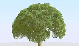 高精細楊柳樹模型 willow 02-2
