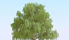高精細楊柳樹模型 willow 06