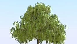 高精細楊柳樹模型 willow 05