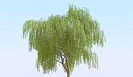 高精細楊柳樹模型 willow 03
