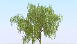 高精細楊柳樹模型 willow 02