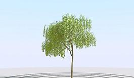 高精細楊柳樹模型 willow 01
