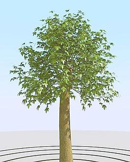 高精細修剪后的楓樹模型 trim maple 02